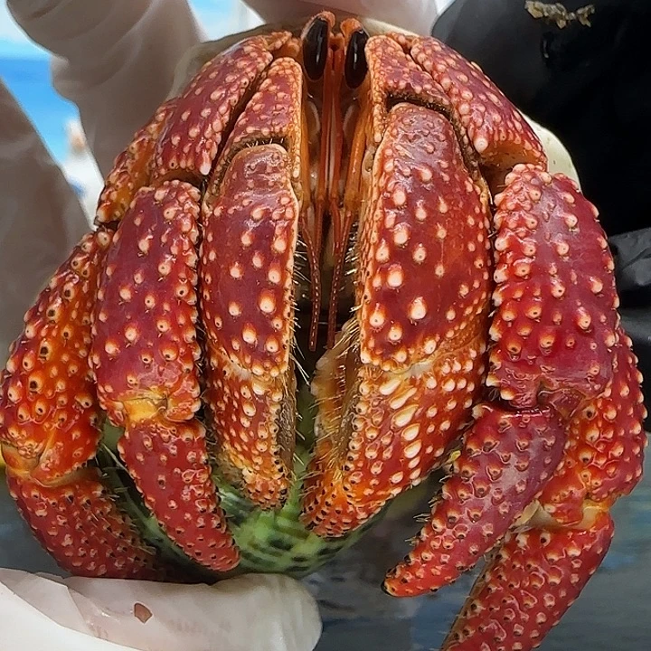 A36斐济草莓3.4cm口径