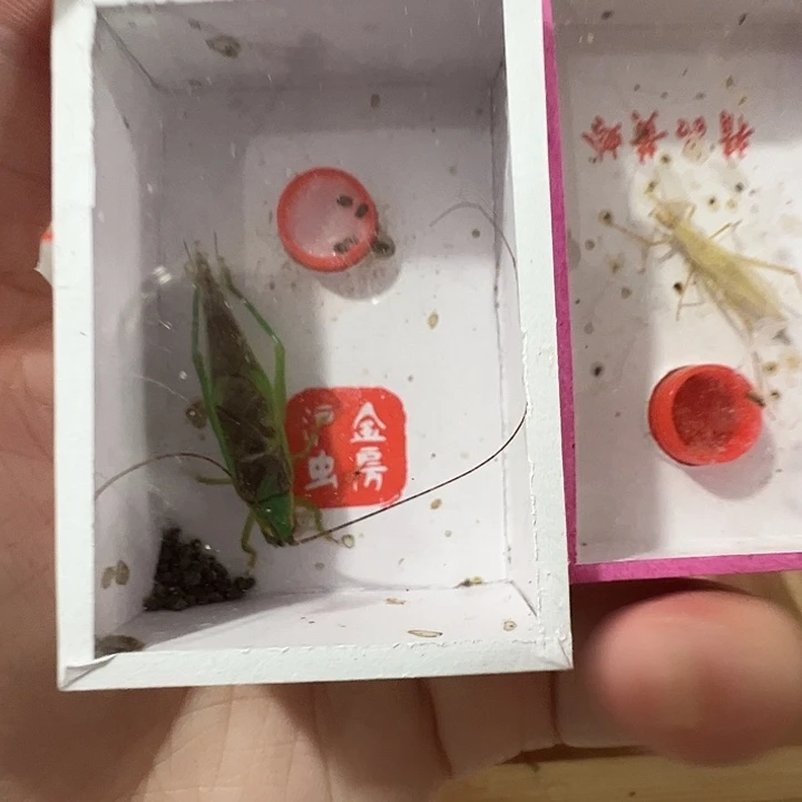 精品套餐霍氏加安徽紫竹林