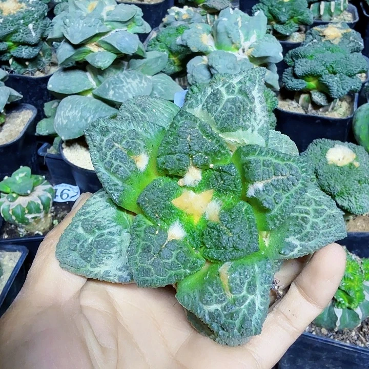 无花朵自根大哥斯拉牡丹