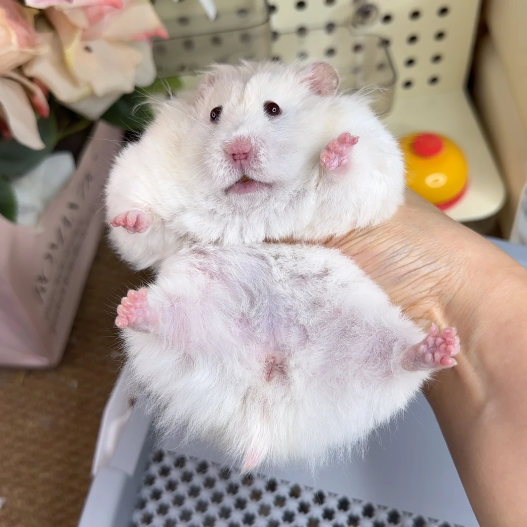 11蜜波妹妹230g6个月