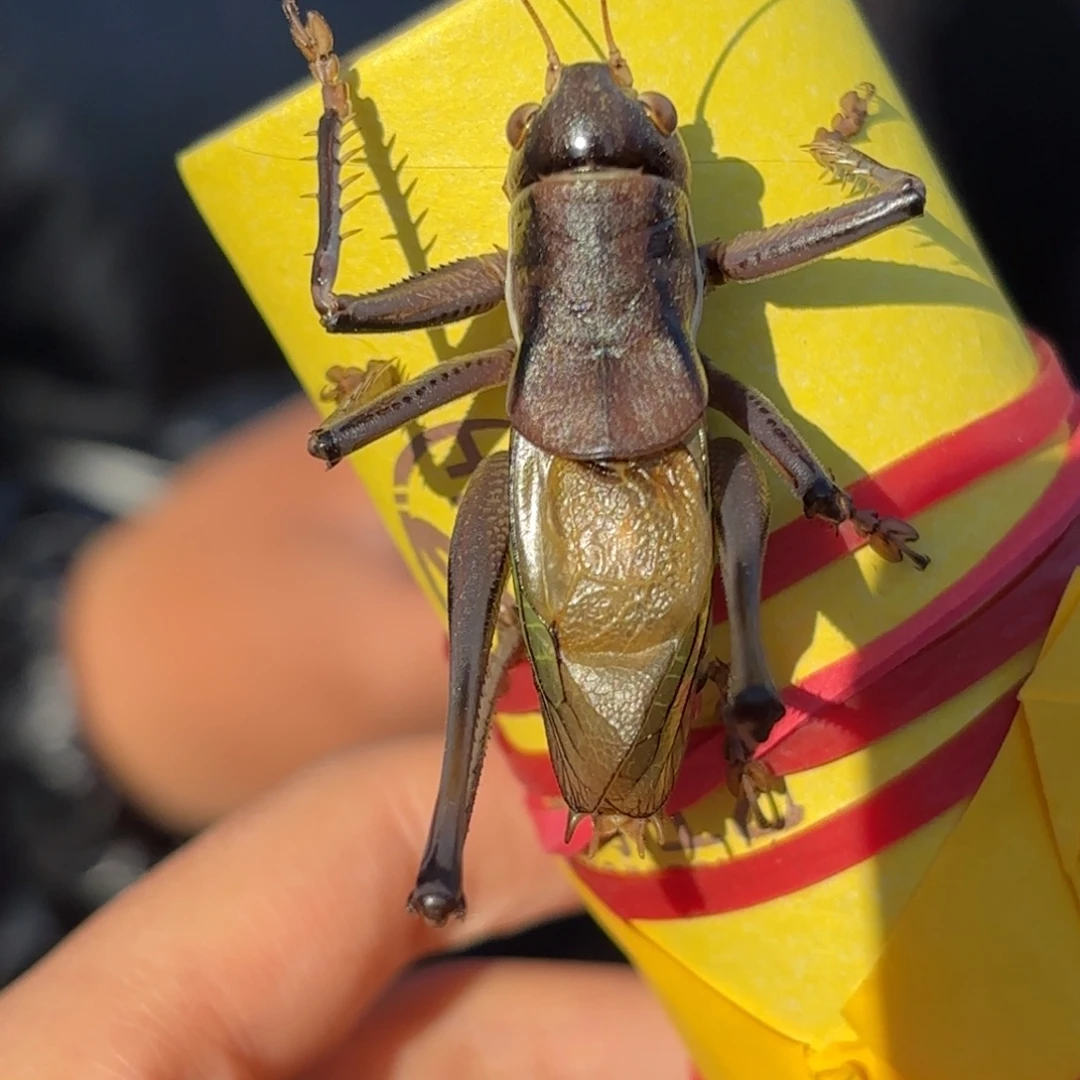 原***野蝈蝈蝈蝈福福价格