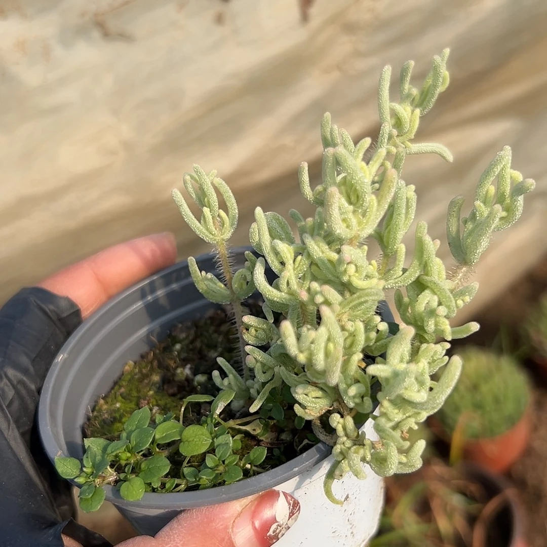 多肉植物冰晶枝干锦