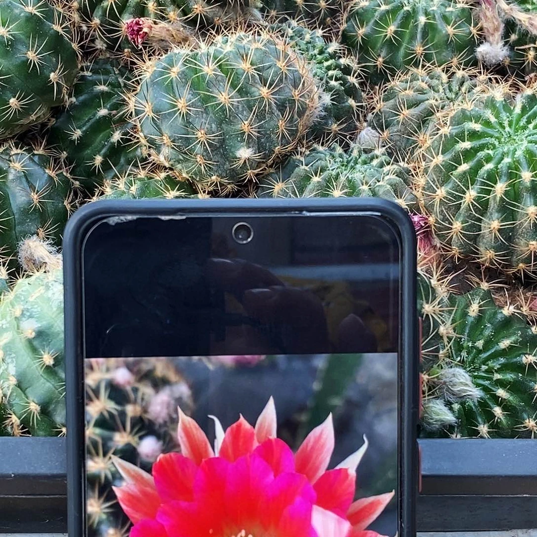 丽-7侧芽4公分以上