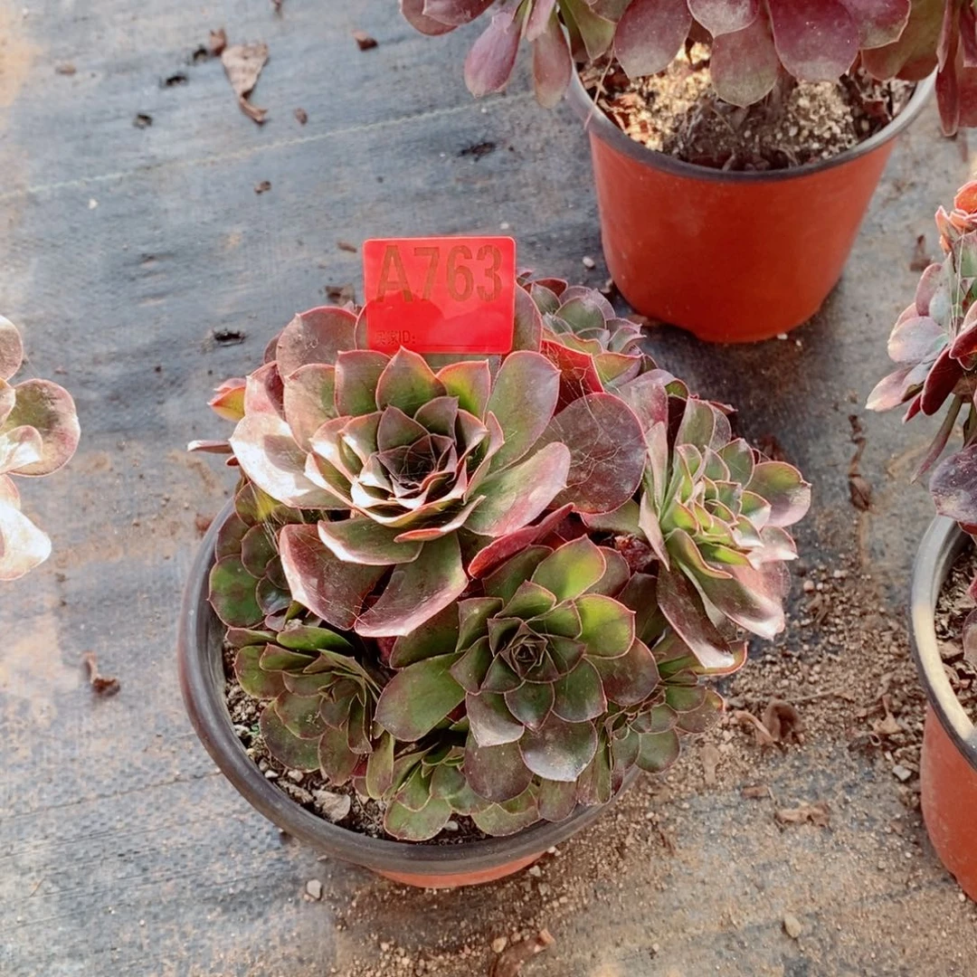 魅金玫瑰763特价不包损