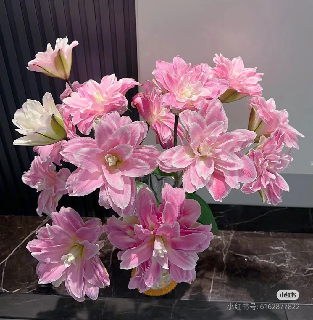 【百年好合】莲花之境重瓣百合（一单中通）