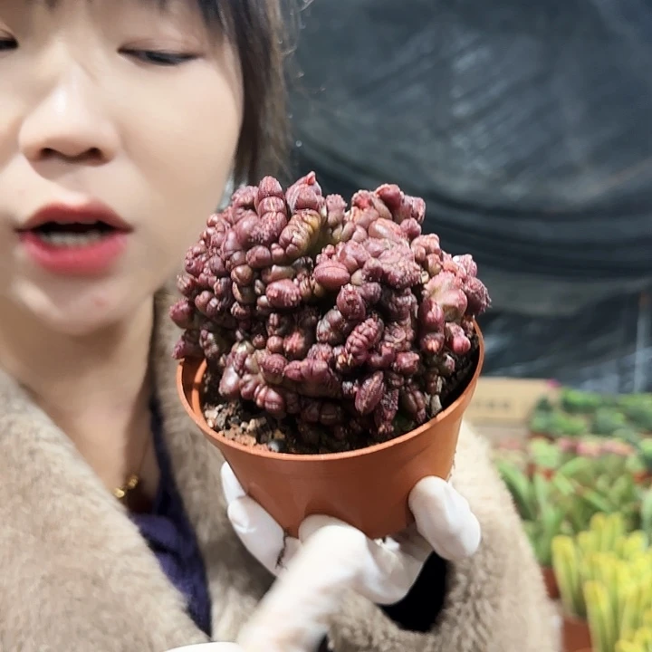 高砂石化111111111111
