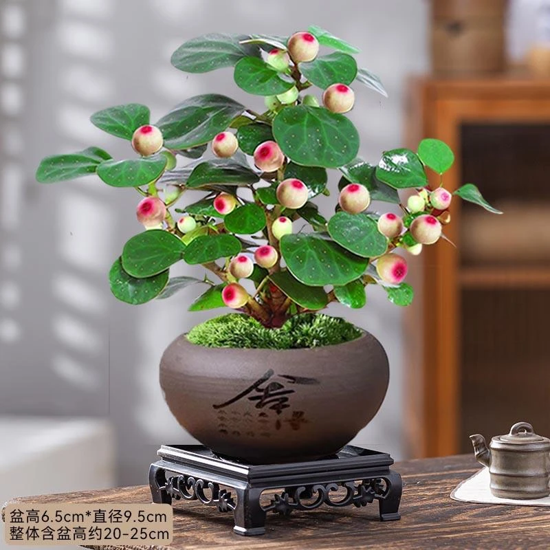 四季带果子小盼菩提树盆景办公室内水培好养禅意花卉小绿植物盆栽