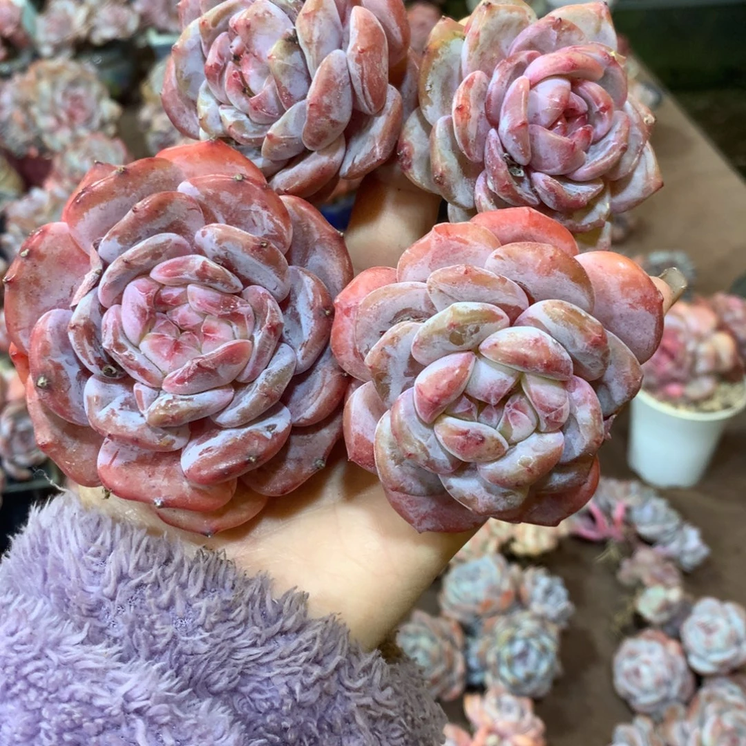 4个单头哈哈哈哈哈哈哈