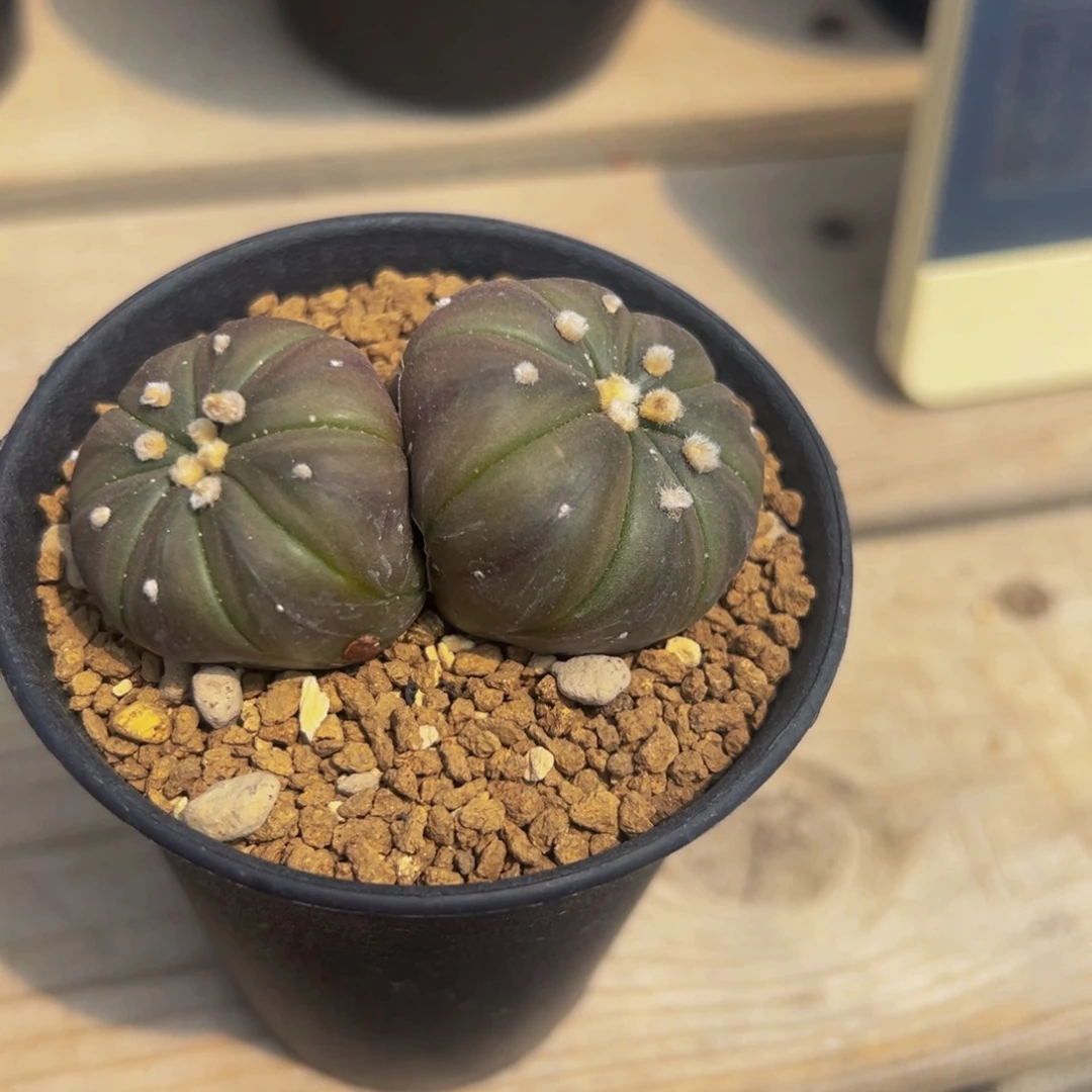 挽***步瑕疵兜仙人球多肉植物
