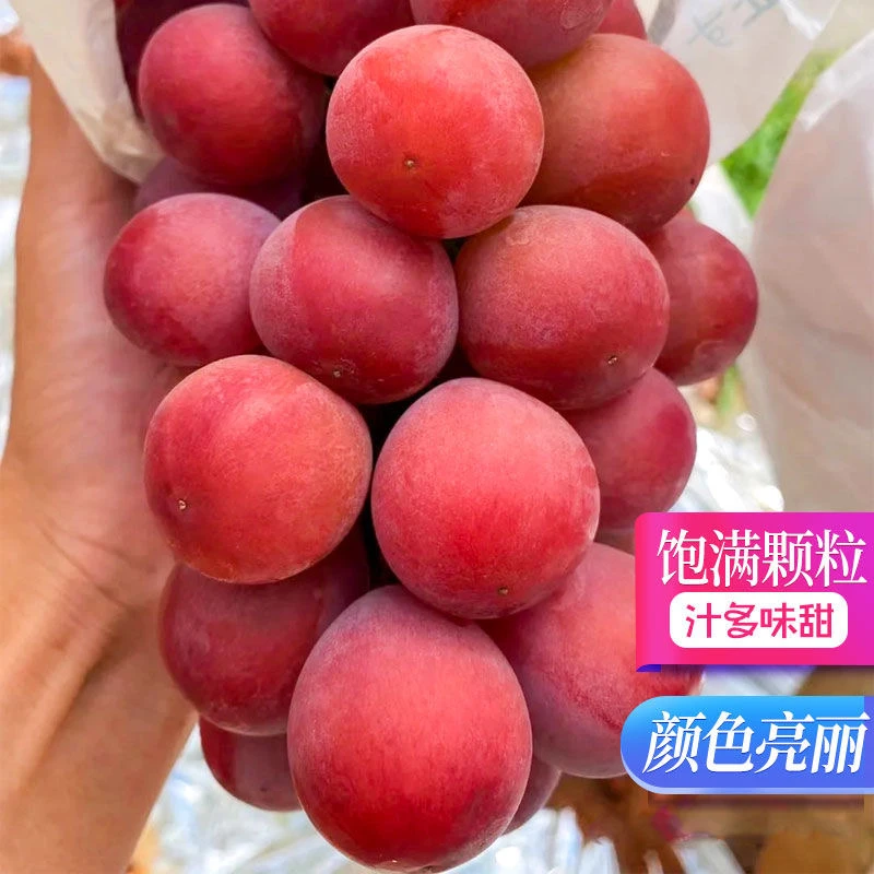 【颗粒装】妮娜皇后葡萄新鲜妮娜公主无籽提子红酒味葡萄【顺丰陆运】