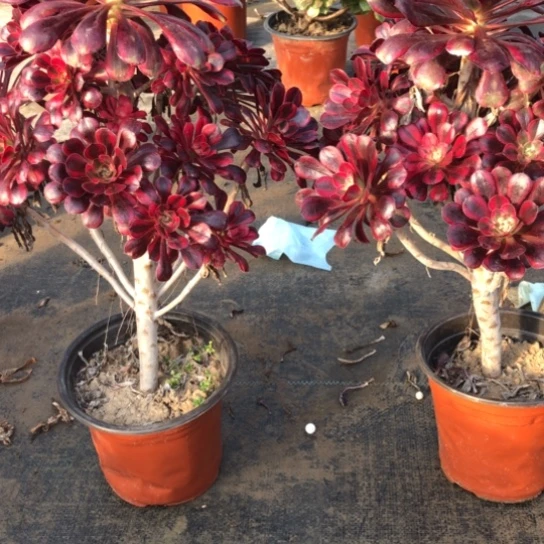 法师多肉植物暴**汪法师660