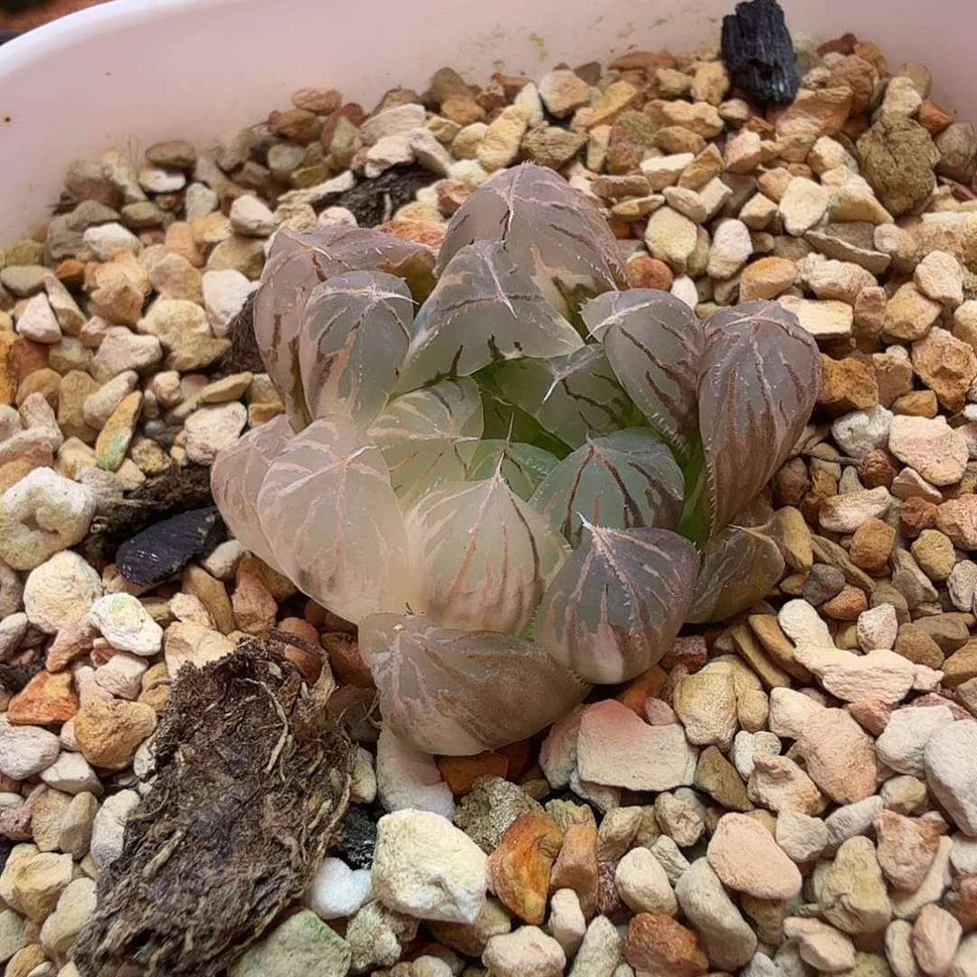 水晶实生锦 一物一拍