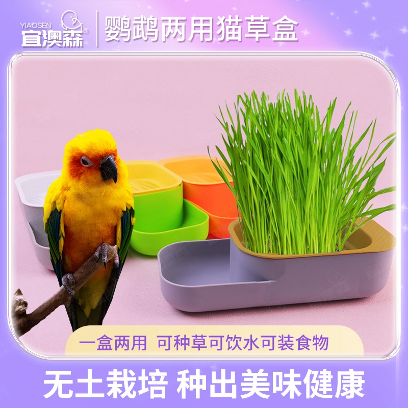 新款鹦鹉鸟草猫草盒无土水培种植盆栽小麦种子一盒两用助消化零食