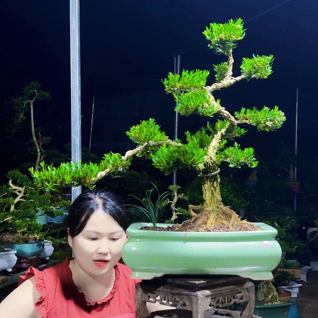 无花朵黄杨木