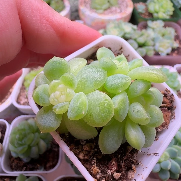 财富密码现金开播福利