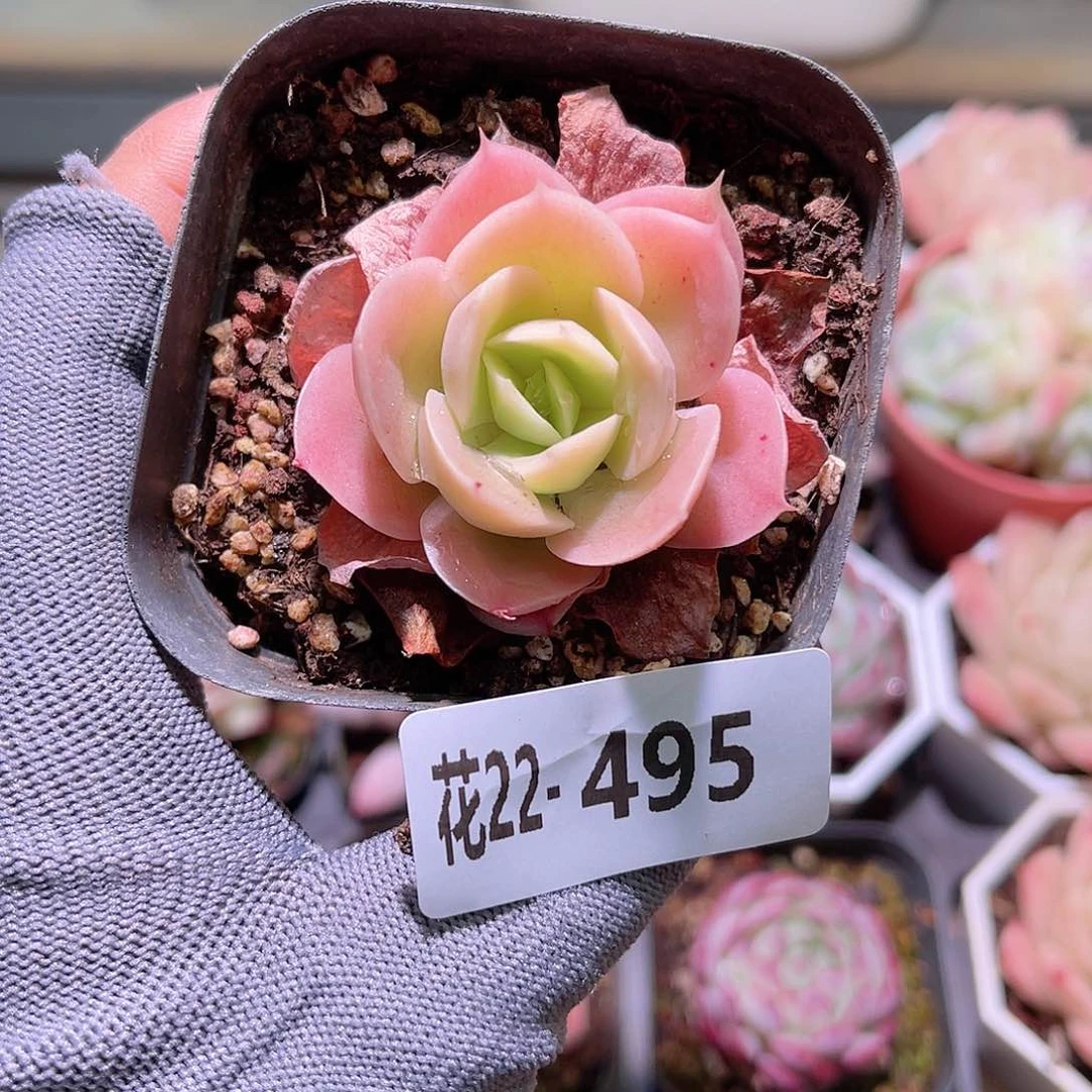 花22-495柠檬酸陈