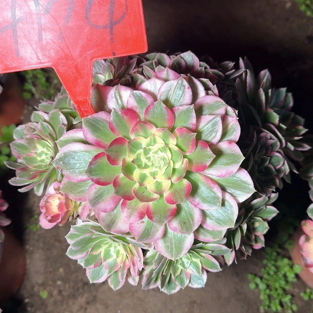 4124海王多肉法师