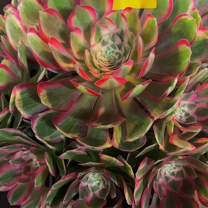 哈哈多肉葡萄福利5655个