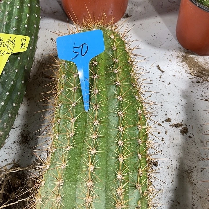 100毛花柱50号好看