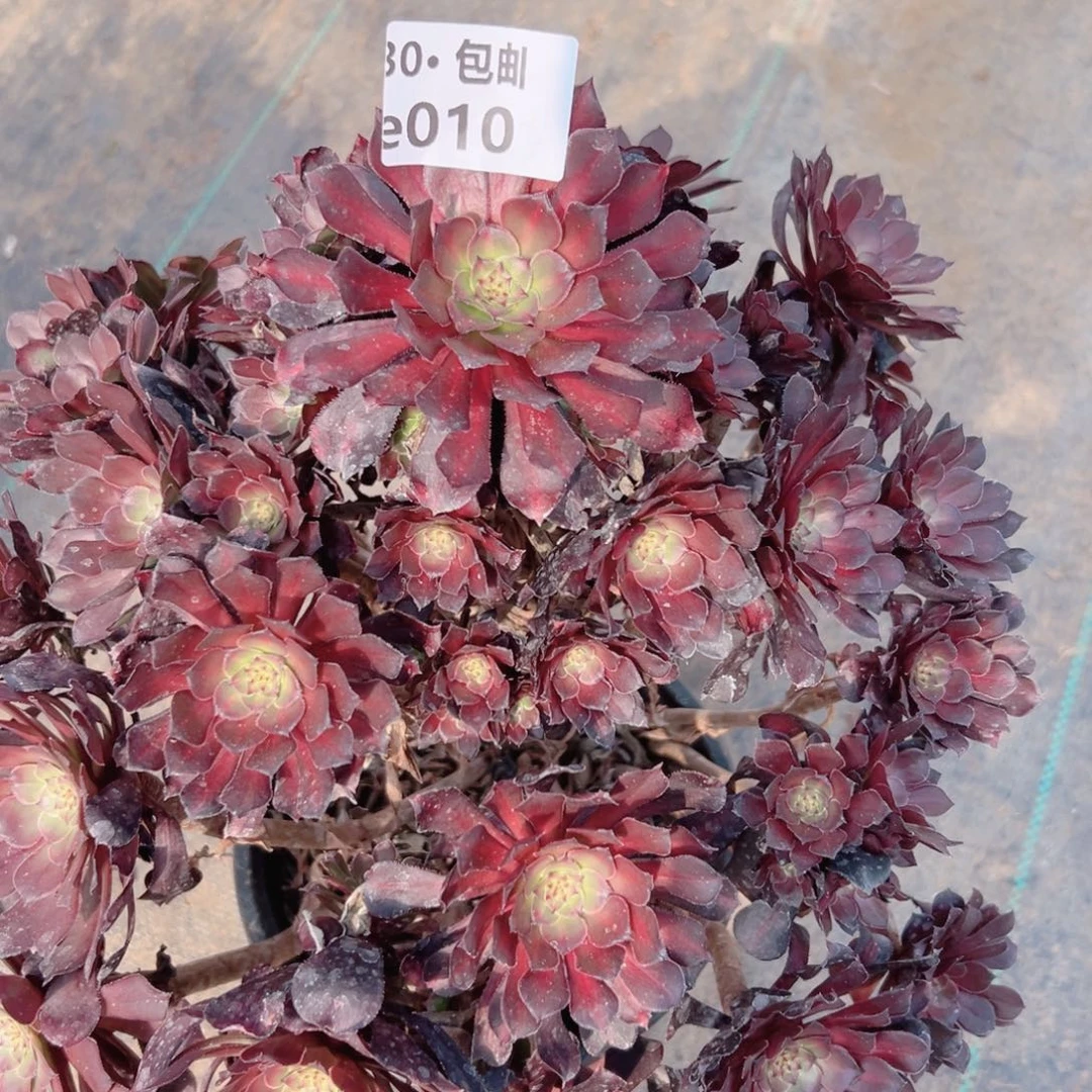 冬*晴010铜壶中斑多肉法师