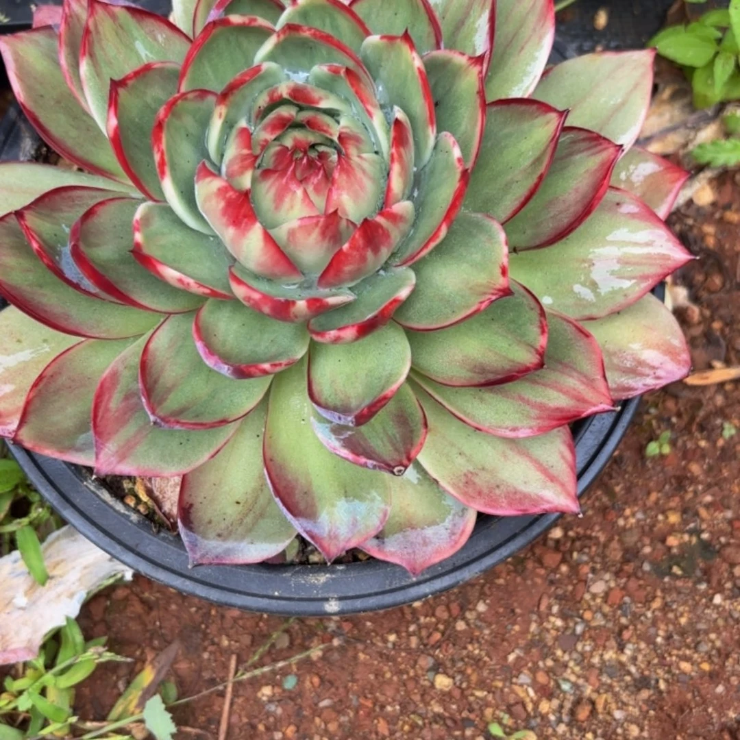 *****哈哈哈哈哈哈哈哈哈哈哈哈哈