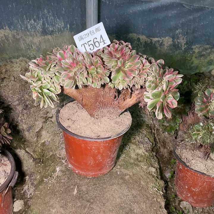 564倾城缀多肉植物