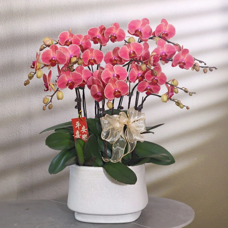蝴蝶兰【桔子】带花带盆组好伴手礼送礼茶桌工位美化装饰