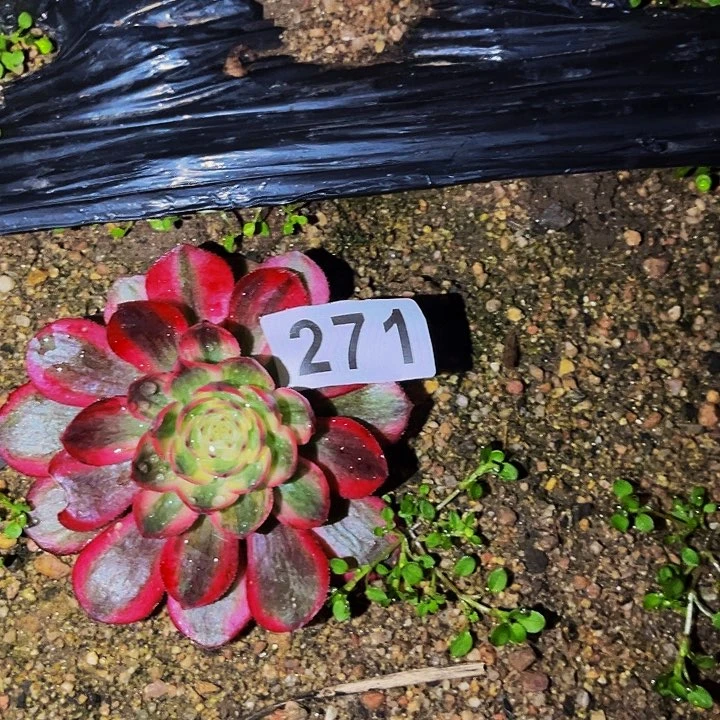 271荔枝多肉植物处理不售后