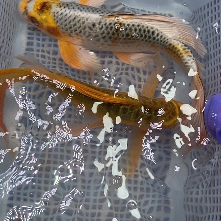 锦鲤冷水锦鲤包邮