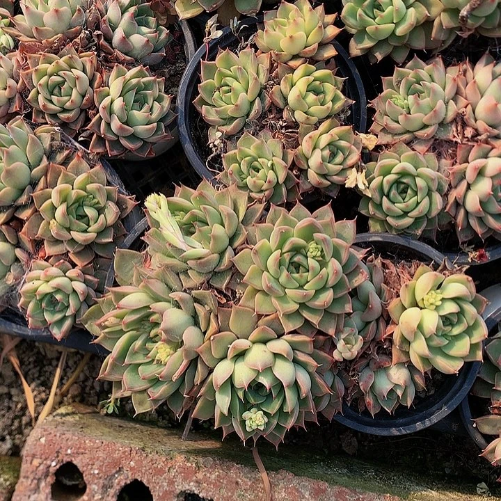 美丽莲群5个，0000000000