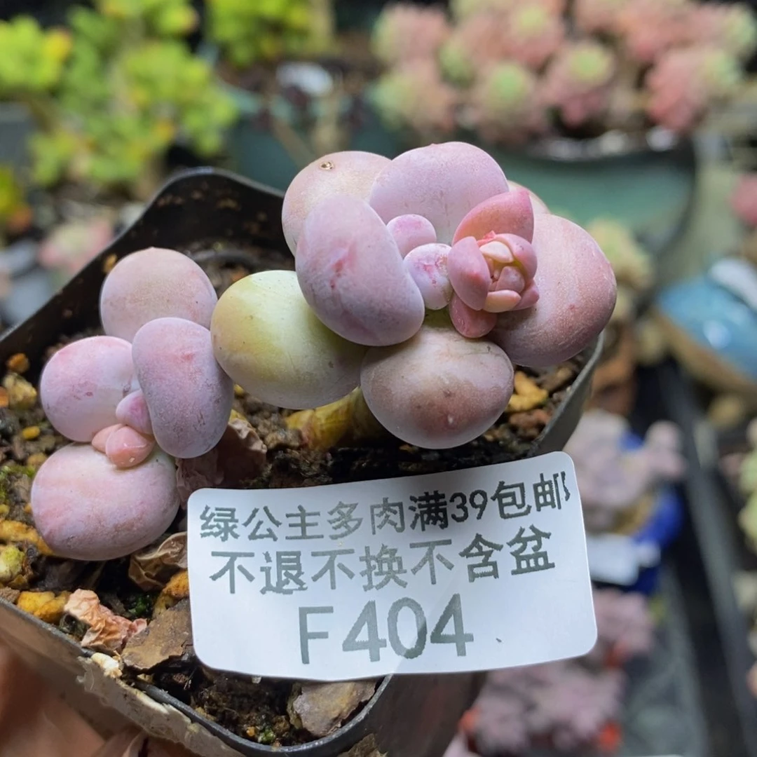 404蛋黄奶多肉5c m