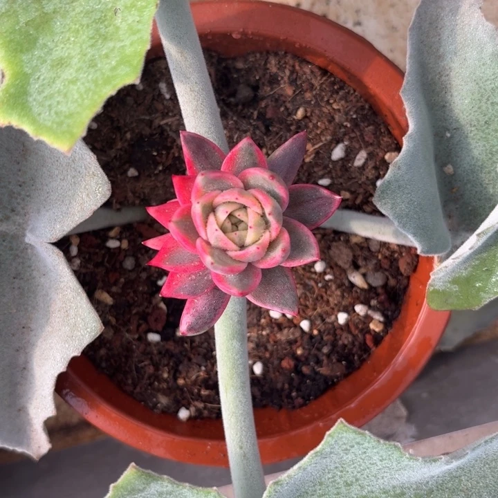 紫水晶锦一物一拍