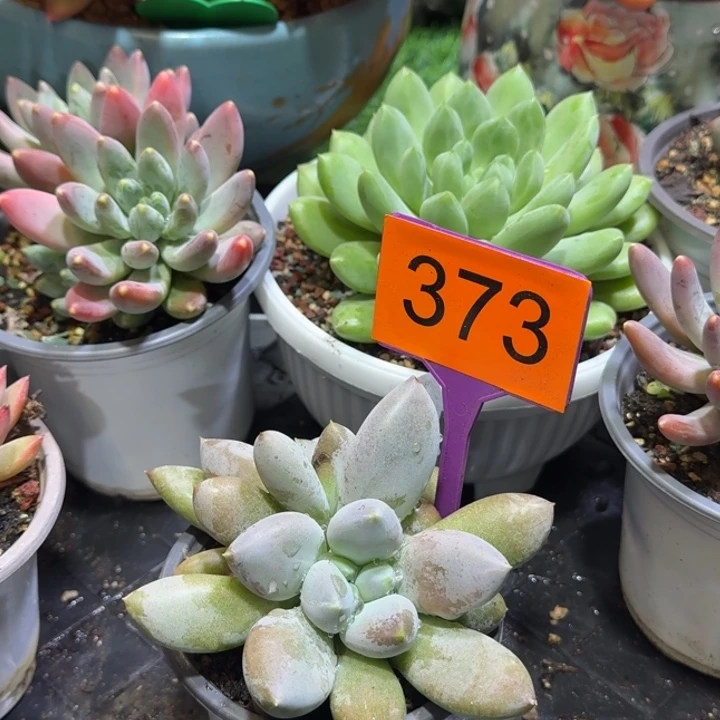 超胖体哥特一物一拍373