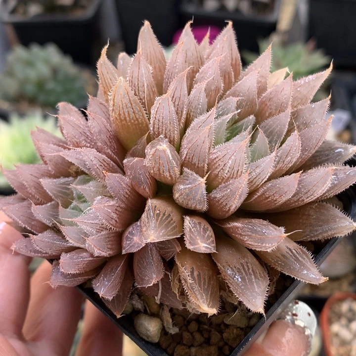 实生毛玉露带盆土发货