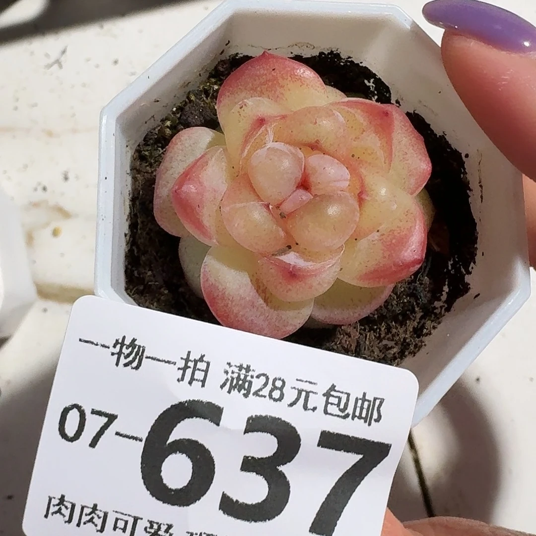 恶魔之泪无盆土发货