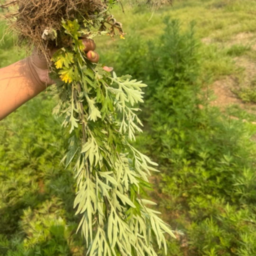 艾蒿密云大山里端午节门挂泡脚1500g绿色蔬菜