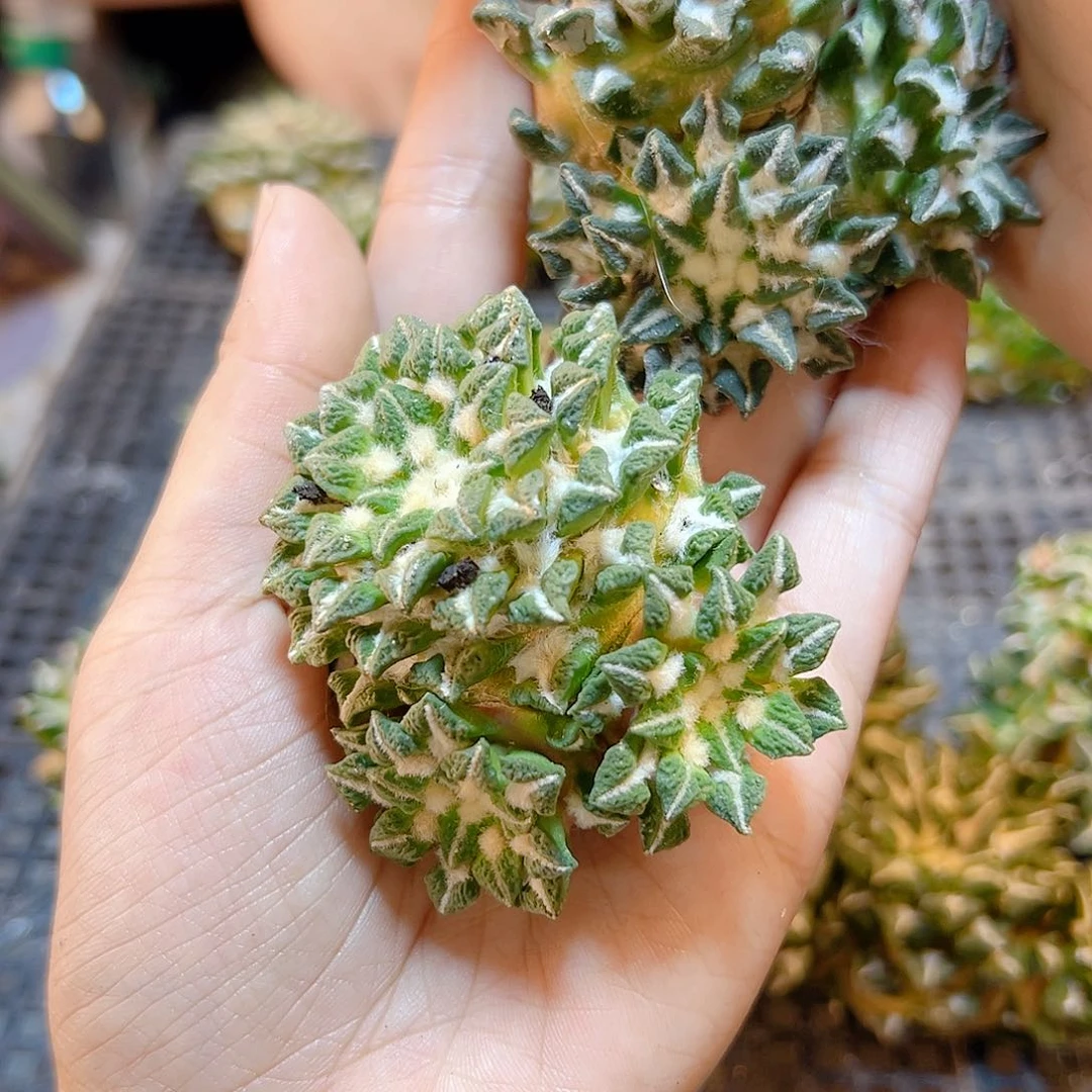 苗接3头黑牡丹无根6公分1颗