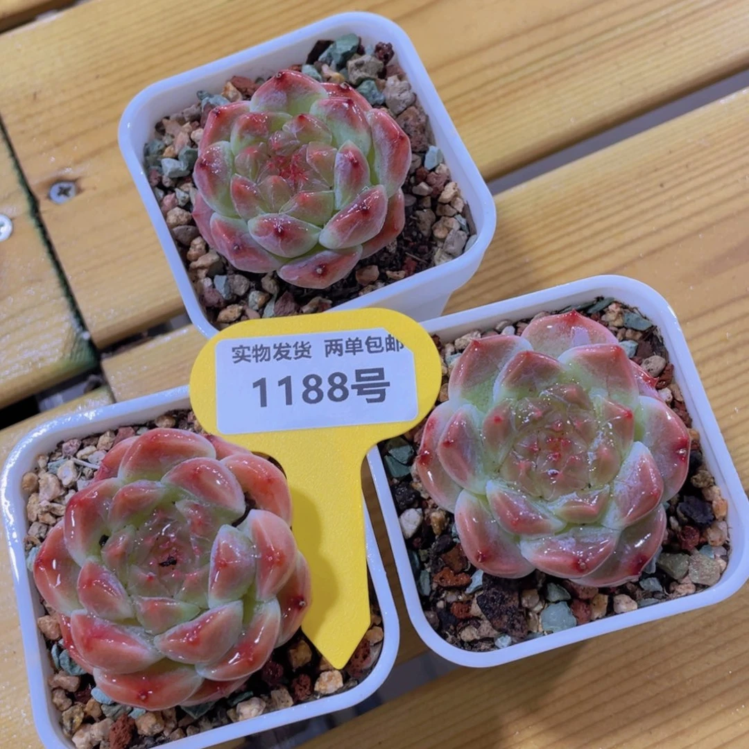 1188号 全状态珍妮钻石冰魄单头一个