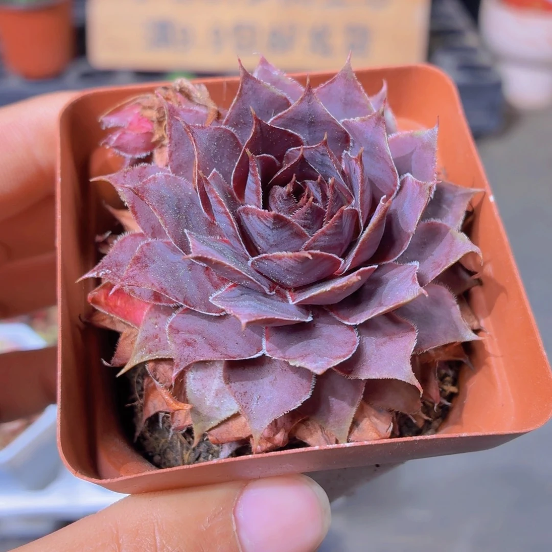 神须草多肉9.9包邮发货