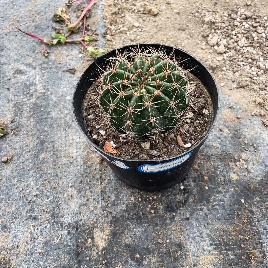 闹***奶丝牡丹和062两颗