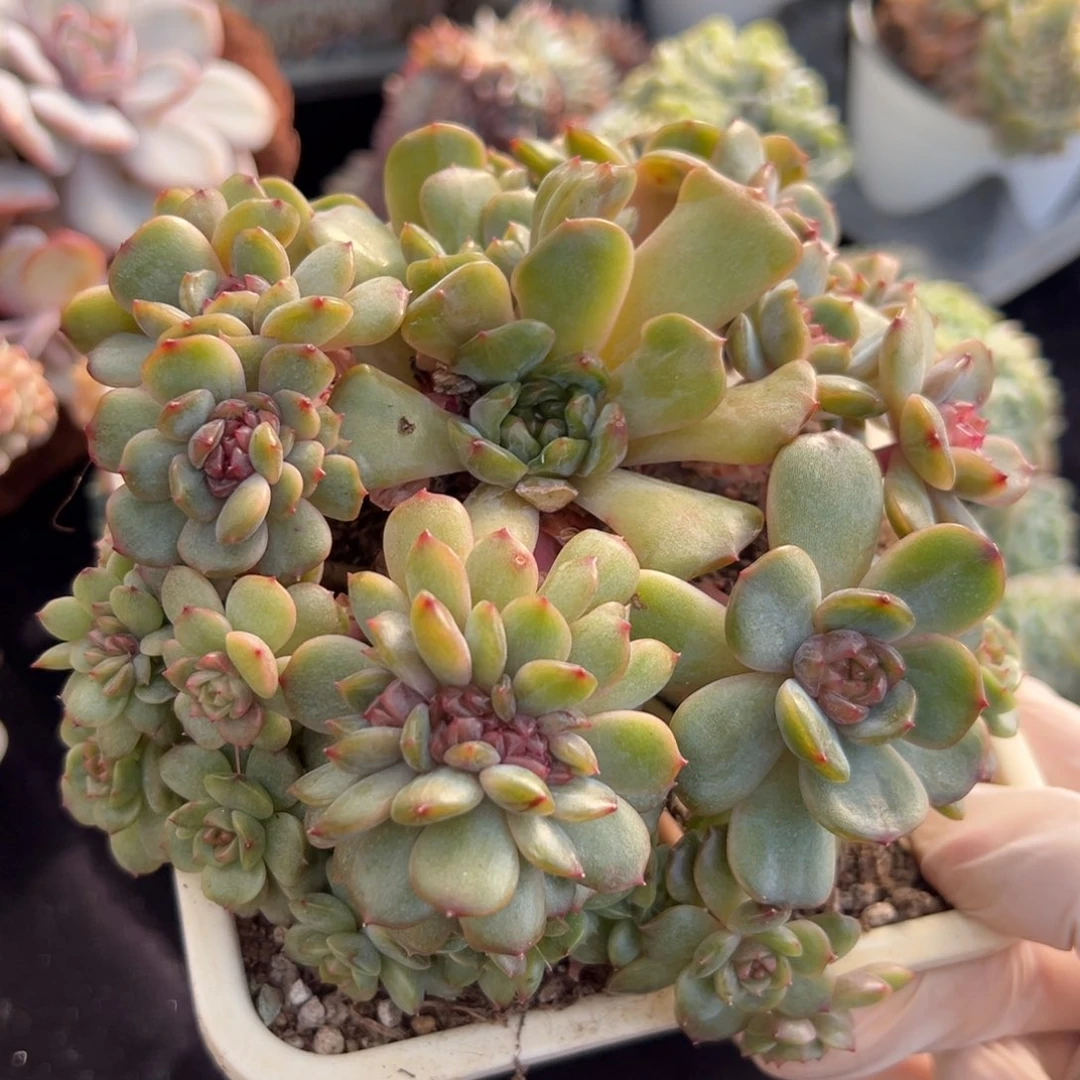 糖心红色恋人缀化