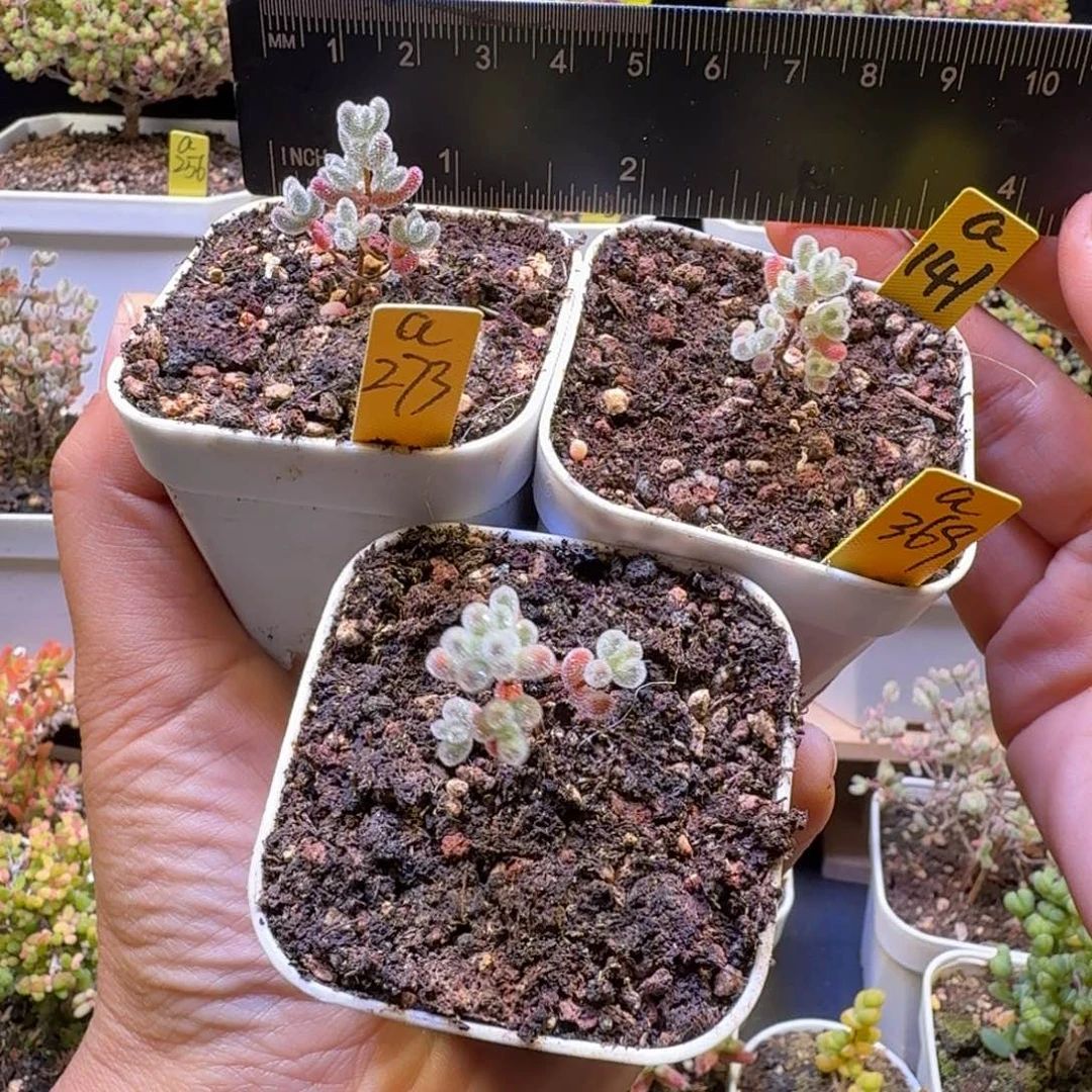 N****a273a141a369三颗小冰晶