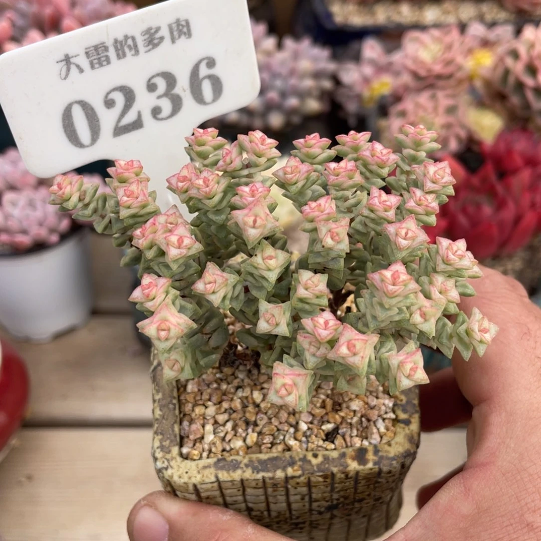 0236彩色蜡笔不带盆9厘米