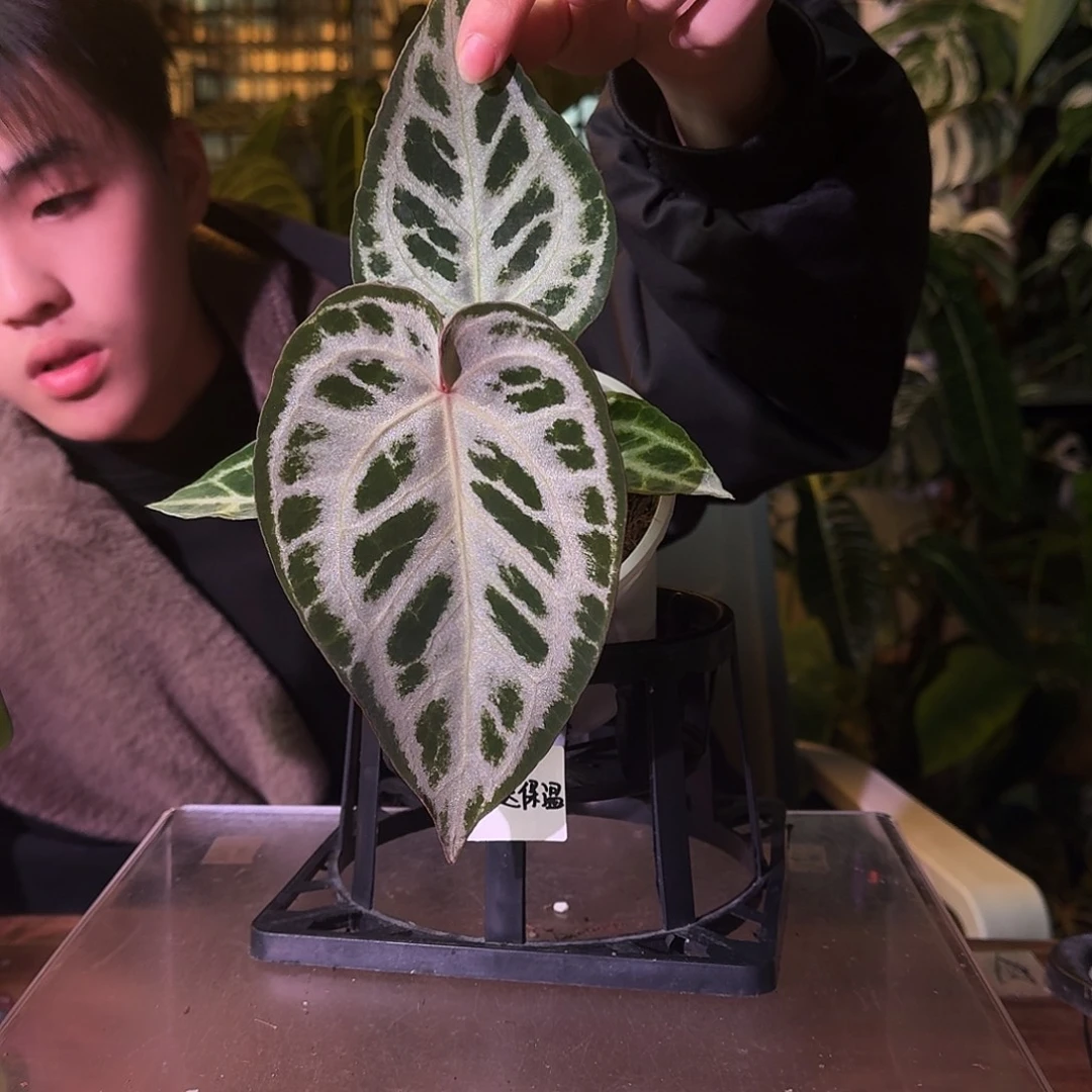 不开花植物G549粉面白月光