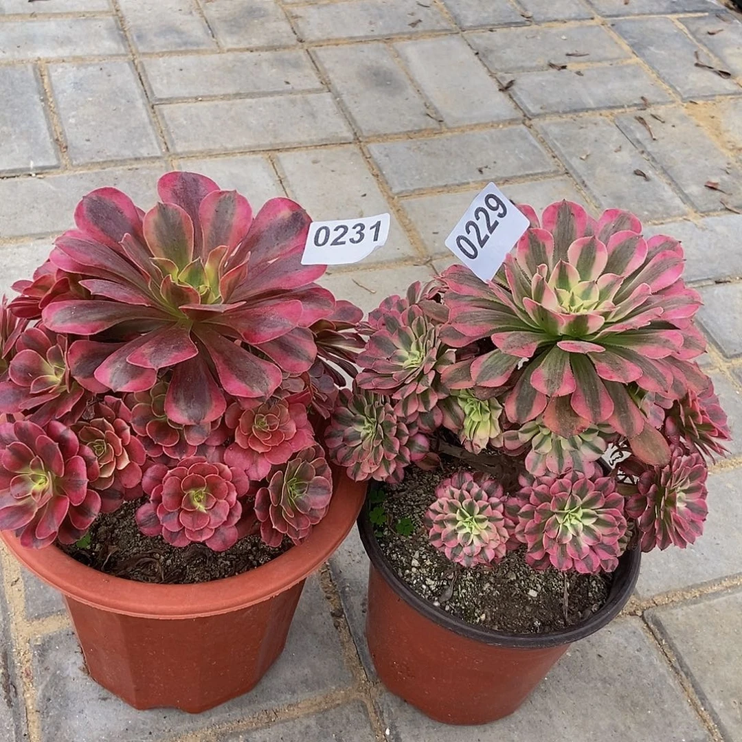 0231.0229美杜莎红铜白4444444冠服18.左右