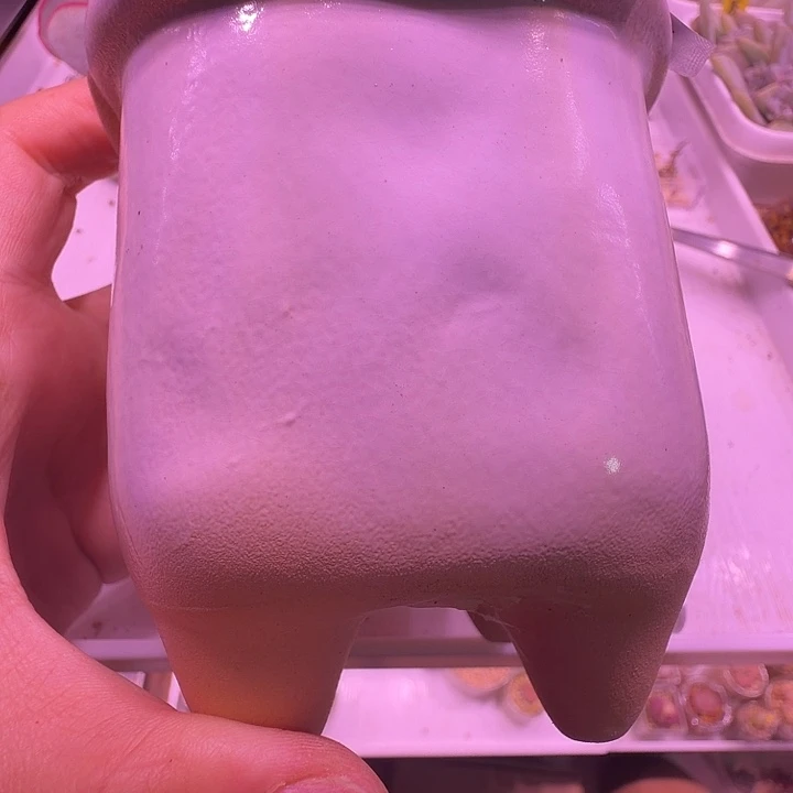 盆25，尖脚小老桩纯白1个，闲置处理不介意的拍！