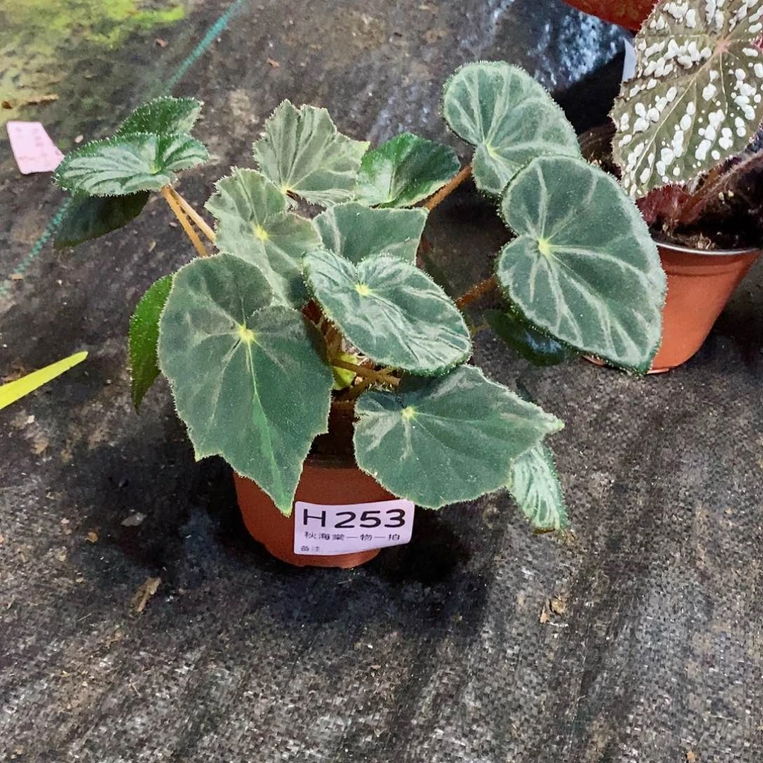 不开花植物奇***法秋海棠253