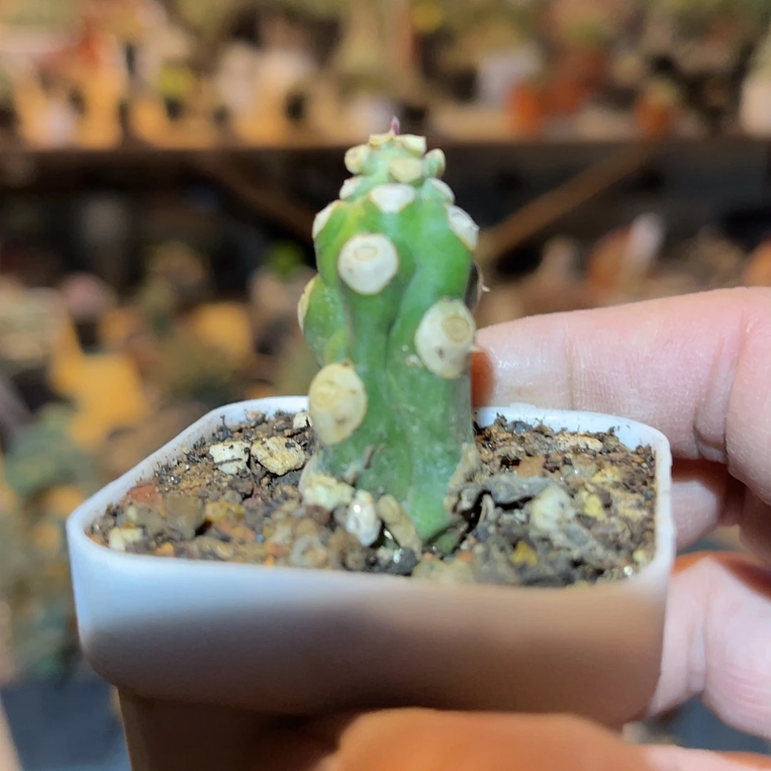 满38包邮2天凑单，脱土晾根发货多肉植物猪鼻大戟