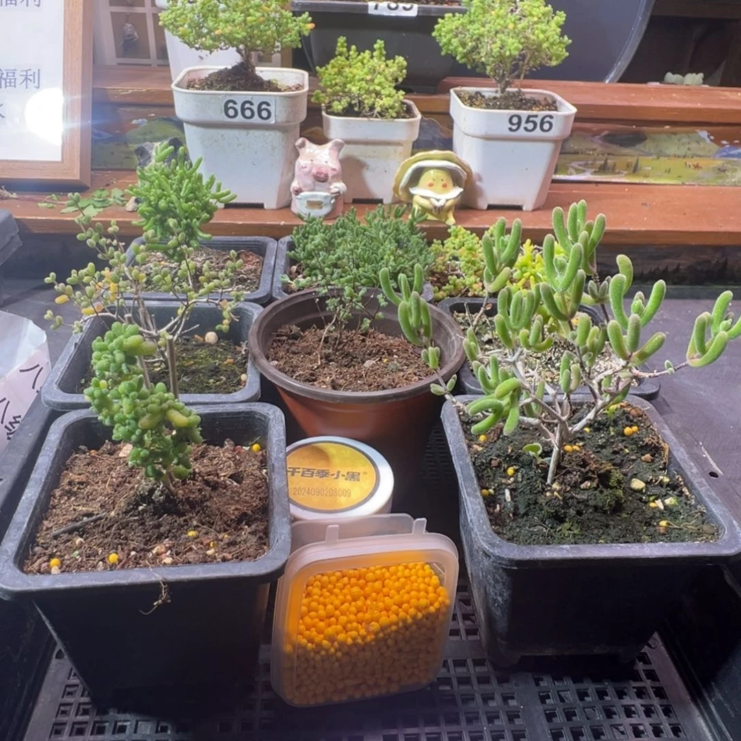 枝干番杏多肉植物A183乐