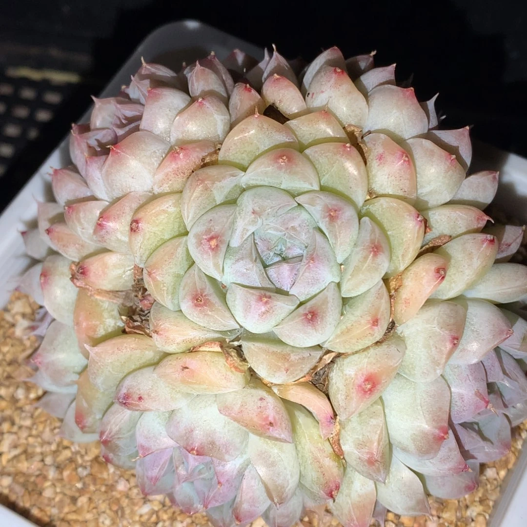 0307-155 麦杆优选